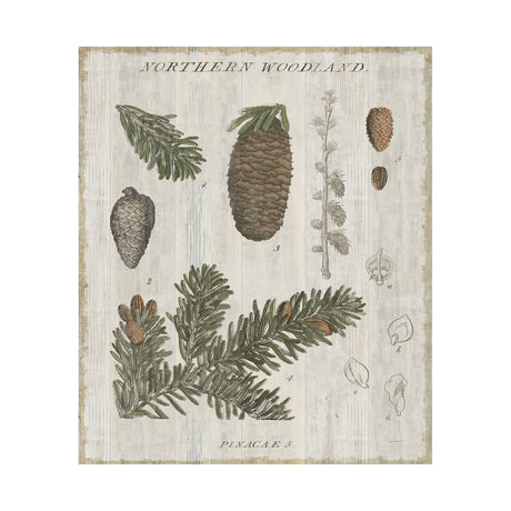 Woodland Chart IV by Sue Schlabach a Hand Embellished Textured Canvas from Mercana - Luna Furniture