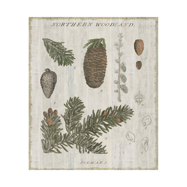 Woodland Chart IV by Sue Schlabach a Hand Embellished Textured Canvas