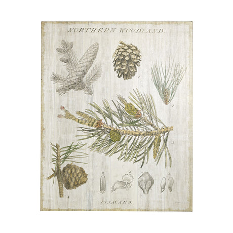 Woodland Chart III by Sue Schlabach a Hand Embellished Textured Canvas from Mercana - Luna Furniture