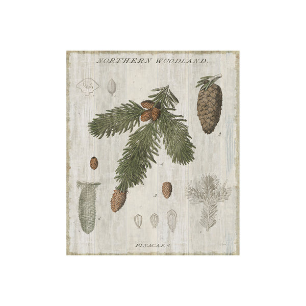 Woodland Chart V by Sue Schlabach a Hand Embellished Textured Canvas