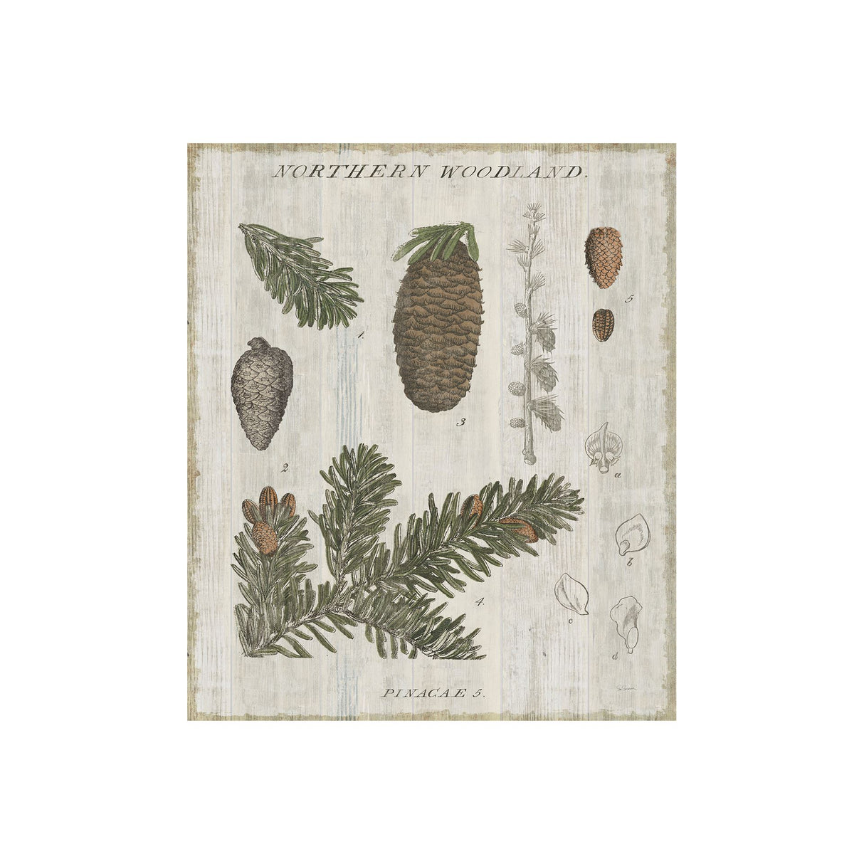 Woodland Chart IV by Sue Schlabach a Hand Embellished Textured Canvas from Mercana - Luna Furniture