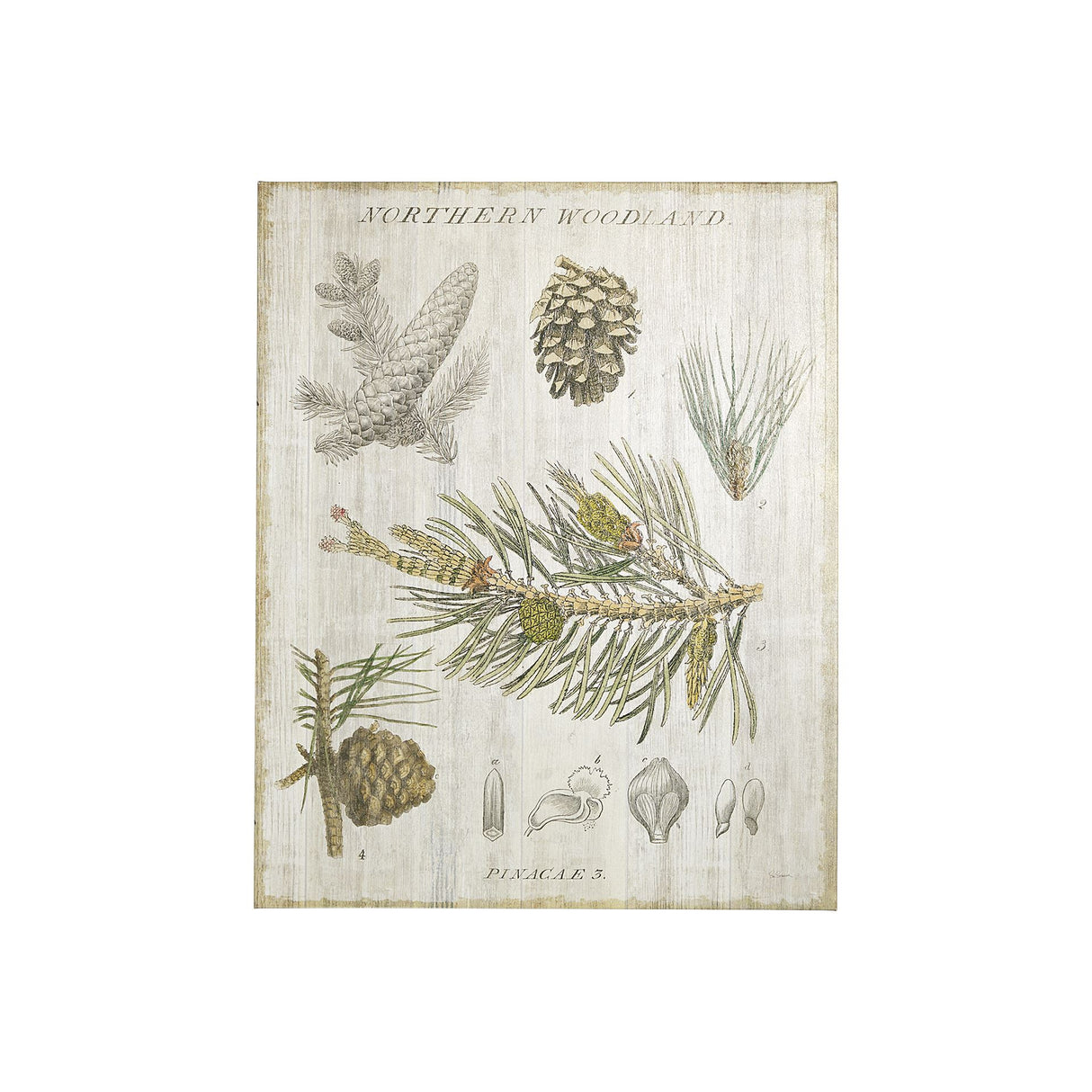 Woodland Chart III by Sue Schlabach a Hand Embellished Textured Canvas from Mercana - Luna Furniture