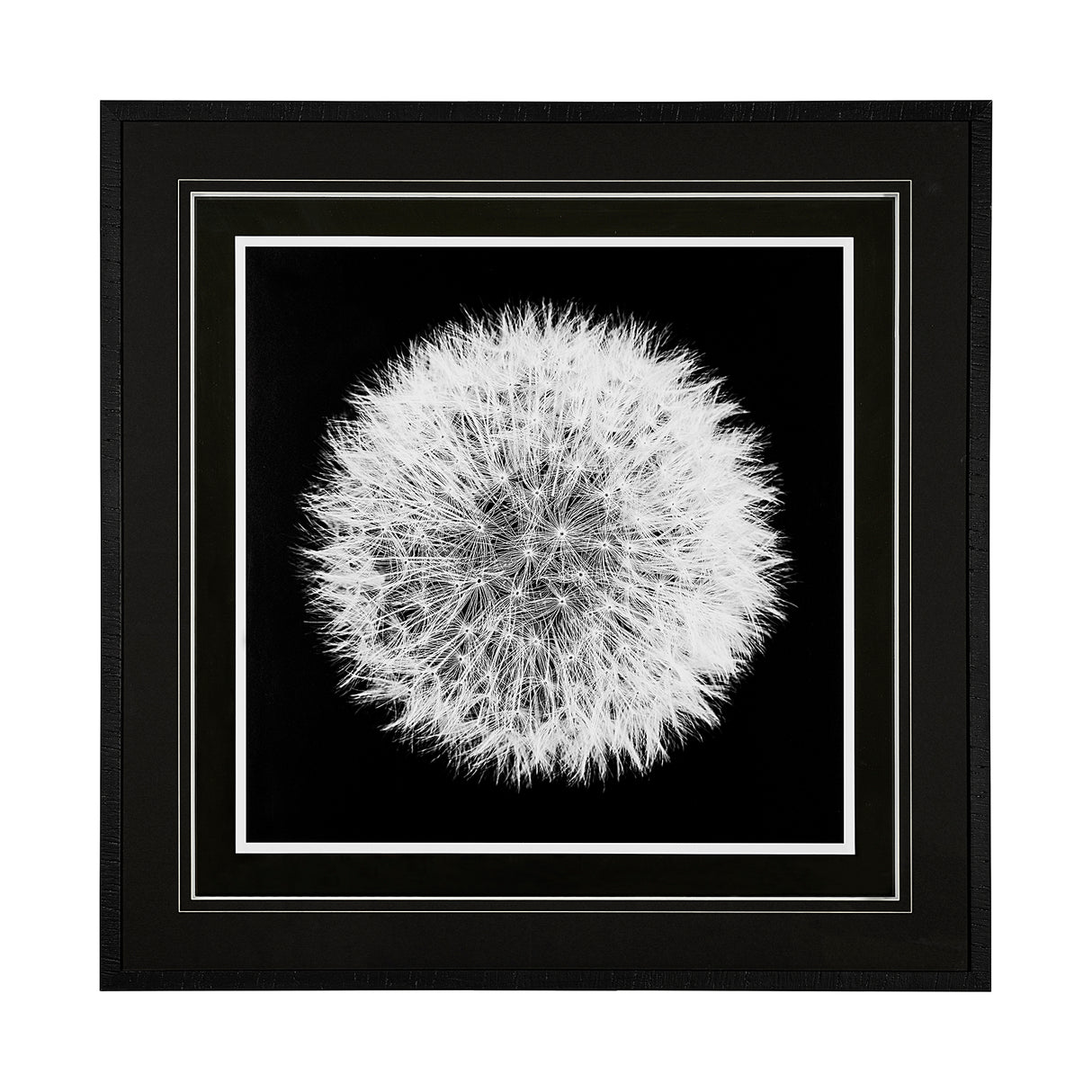 Dandelion on Black I by Aledanda a Framed Photo Art Print Matted under Glass from Mercana - Luna Furniture