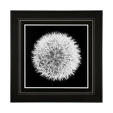 Dandelion on Black I by Aledanda a Framed Photo Art Print Matted under Glass from Mercana - Luna Furniture