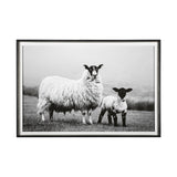 Islay Sheep I by Laura Marshall a Framed Photo Art Print Matted under Glass from Mercana - Luna Furniture