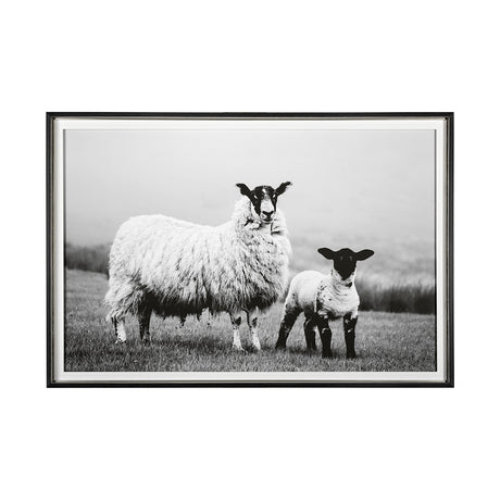 Islay Sheep I by Laura Marshall a Framed Photo Art Print Matted under Glass from Mercana - Luna Furniture