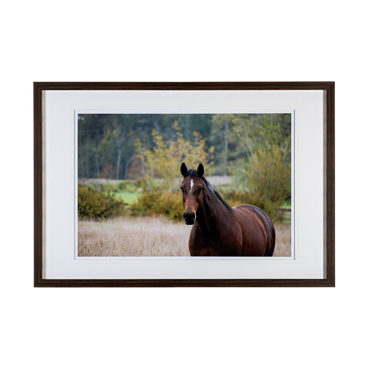 Charlie by Katelyn Mostert a Framed Photo Art Print Matted under Glass from Mercana - Luna Furniture