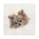 Frankie (Pomeranian 1) by Mercana Studio a Hand Embellished Textured Canvas from Mercana - Luna Furniture