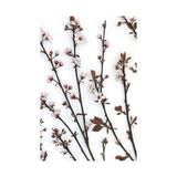 Budding Blossom by Frank Assaf a Hand Embellished Textured Canvas from Mercana - Luna Furniture