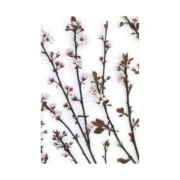 Budding Blossom by Frank Assaf a Hand Embellished Textured Canvas