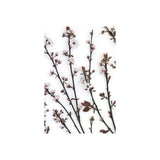 Budding Blossom by Frank Assaf a Hand Embellished Textured Canvas from Mercana - Luna Furniture