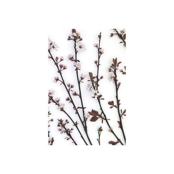 Budding Blossom by Frank Assaf a Hand Embellished Textured Canvas
