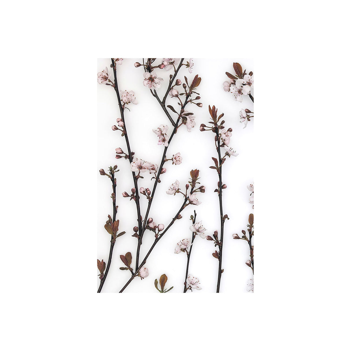 Budding Blossom by Frank Assaf a Hand Embellished Textured Canvas from Mercana - Luna Furniture