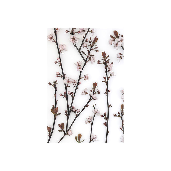 Budding Blossom by Frank Assaf a Hand Embellished Textured Canvas