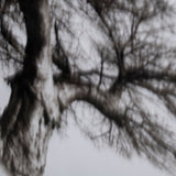 Boabab Tree I by Tiedge a Framed Art Print Matted under Glass from Mercana - Luna Furniture