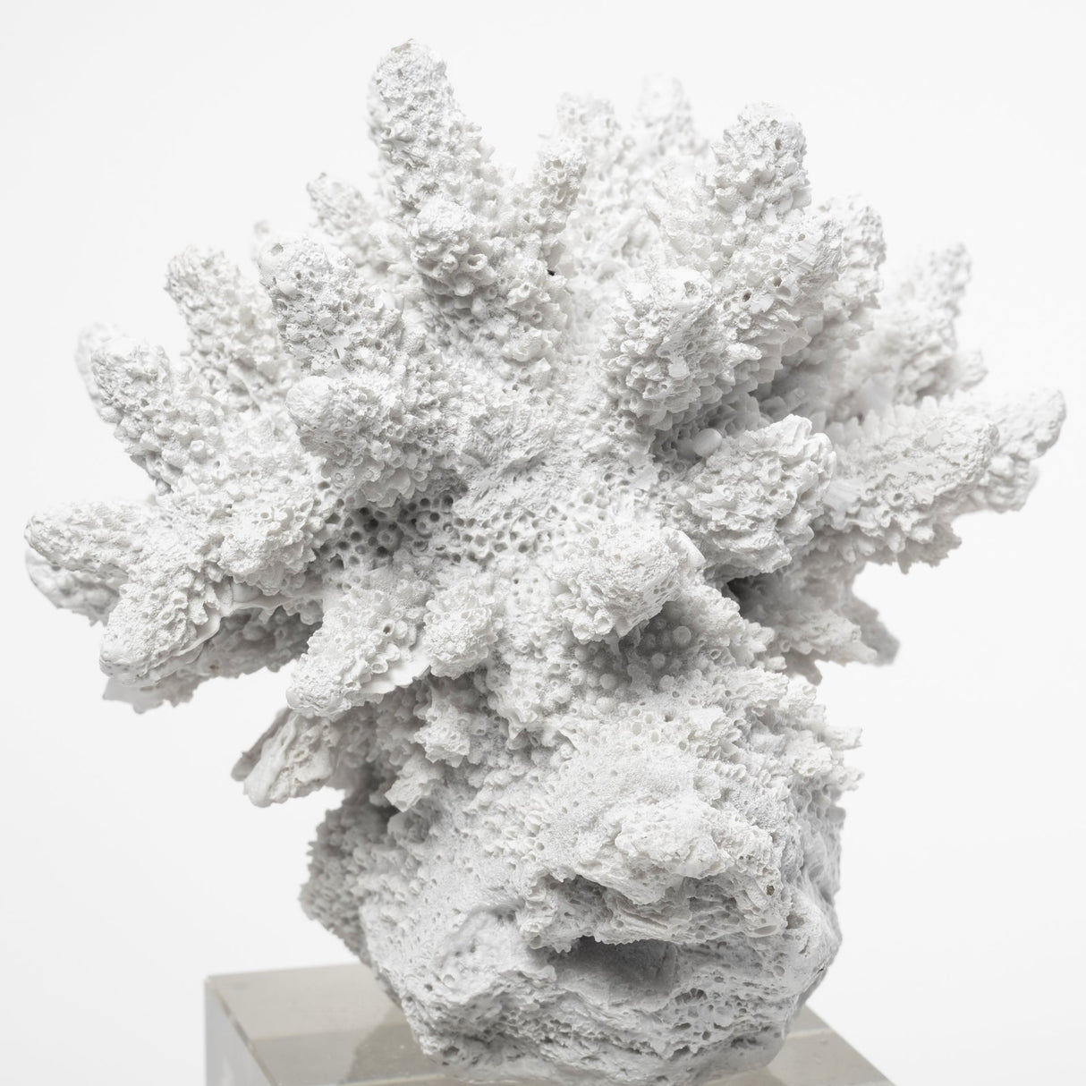 Isla (Large) 5L x 5W White Replica Resin Coral On Clear White Glass from Mercana - Luna Furniture