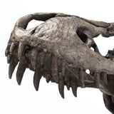 Jurassic 6L x 10W Brown Resin Tyrannosaurus Skull Replica from Mercana - Luna Furniture