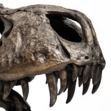 Lagrane 19L x 11W Brown Resin Tyrannosaurus T Rex Dinosaur Skull Replica from Mercana - Luna Furniture