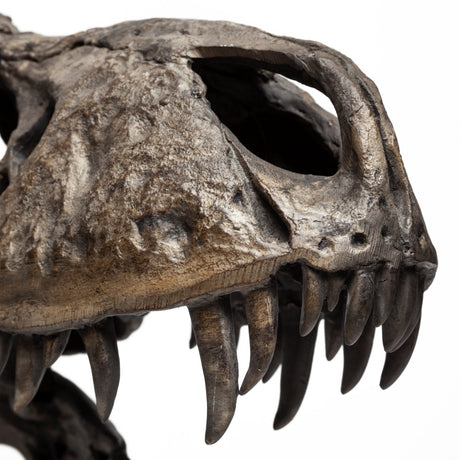 Lagrane 19L x 11W Brown Resin Tyrannosaurus T Rex Dinosaur Skull Replica from Mercana - Luna Furniture