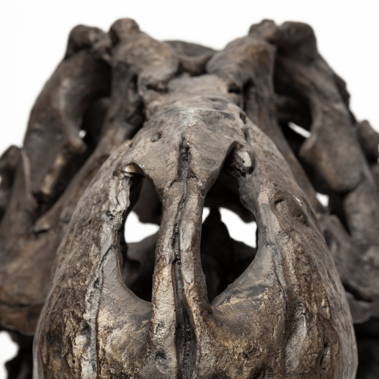 Lagrane 19L x 11W Brown Resin Tyrannosaurus T Rex Dinosaur Skull Replica from Mercana - Luna Furniture