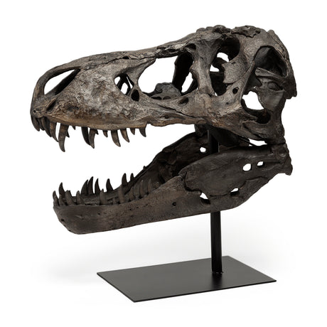 Lagrane 19L x 11W Brown Resin Tyrannosaurus T Rex Dinosaur Skull Replica from Mercana - Luna Furniture