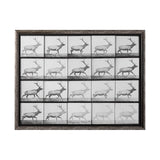 Elk Trotting by Eadweard Muybridge a Hand Embellished Textured Framed Art Print Matted under Glass from Mercana - Luna Furniture