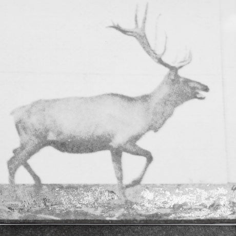 Elk Trotting by Eadweard Muybridge a Hand Embellished Textured Framed Art Print Matted under Glass from Mercana - Luna Furniture