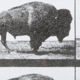 Buffalo Walking by Eadweard Muybridge Hand Embellished Textured Framed Art Print Matted under Glass from Mercana - Luna Furniture