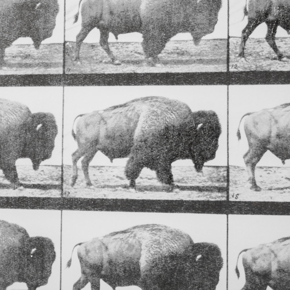 Buffalo Walking by Eadweard Muybridge Hand Embellished Textured Framed Art Print Matted under Glass from Mercana - Luna Furniture