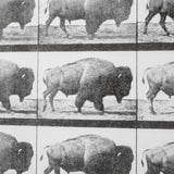 Buffalo Walking by Eadweard Muybridge Hand Embellished Textured Framed Art Print Matted under Glass from Mercana - Luna Furniture