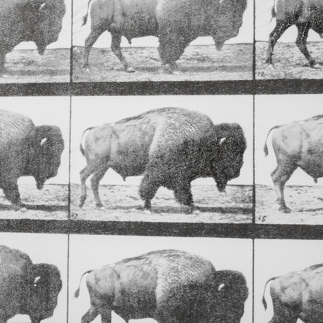 Buffalo Walking by Eadweard Muybridge Hand Embellished Textured Framed Art Print Matted under Glass from Mercana - Luna Furniture
