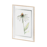 Echinacea II by Panpan Zhang a Framed Art Print Matted under Glass from Mercana - Luna Furniture