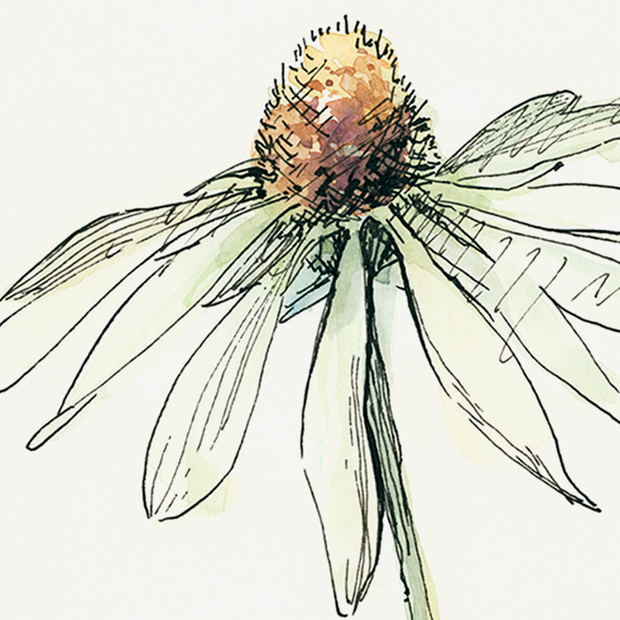 Echinacea II by Panpan Zhang a Framed Art Print Matted under Glass from Mercana - Luna Furniture