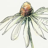 Echinacea II by Panpan Zhang a Framed Art Print Matted under Glass from Mercana - Luna Furniture