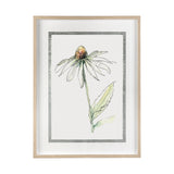 Echinacea II by Panpan Zhang a Framed Art Print Matted under Glass from Mercana - Luna Furniture