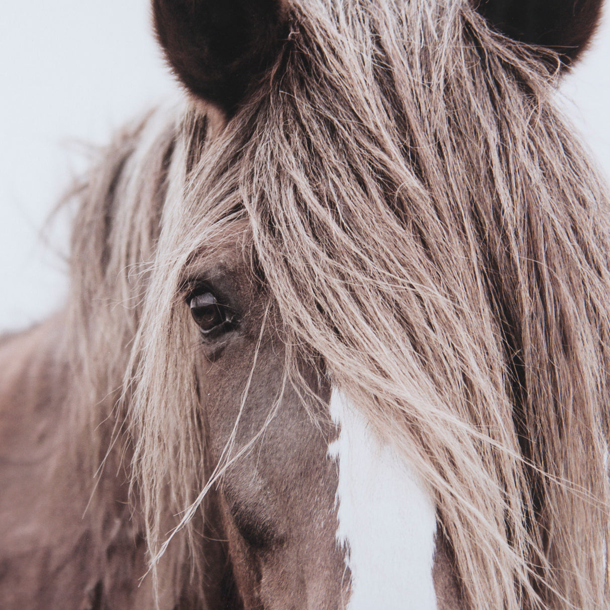 Wild Mane by Mercana Studio a Framed Photo Art Print Matted under Glass from Mercana - Luna Furniture
