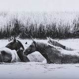 Water Horses III by PHBurchett a Framed Photo Art Print Matted under Glass from Mercana - Luna Furniture