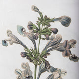 Soft Blue Botanoicals III by Mercana Studio Hand Embellished Framed Art Print Matted under Glass from Mercana - Luna Furniture