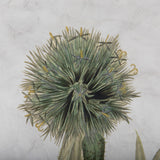 Soft Blue Botanoicals VI by Mercana Studio Hand Embellished Framed Art Print Matted under Glass from Mercana - Luna Furniture