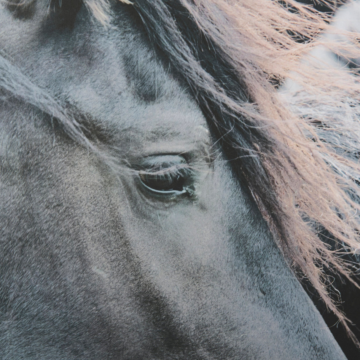 Majestic Admiration by Mercana Studio a Framed Photo Art Print Matted under Glass from Mercana - Luna Furniture
