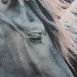 Majestic Admiration by Mercana Studio a Framed Photo Art Print Matted under Glass from Mercana - Luna Furniture