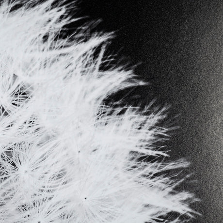 Dandelion on Black I by Aledanda a Framed Photo Art Print Matted under Glass from Mercana - Luna Furniture
