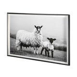 Islay Sheep I by Laura Marshall a Framed Photo Art Print Matted under Glass from Mercana - Luna Furniture