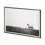 Islay Sheep II by Laura Marshall a Framed Photo Art Print Matted under Glass from Mercana - Luna Furniture
