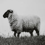 Islay Sheep II by Laura Marshall a Framed Photo Art Print Matted under Glass from Mercana - Luna Furniture
