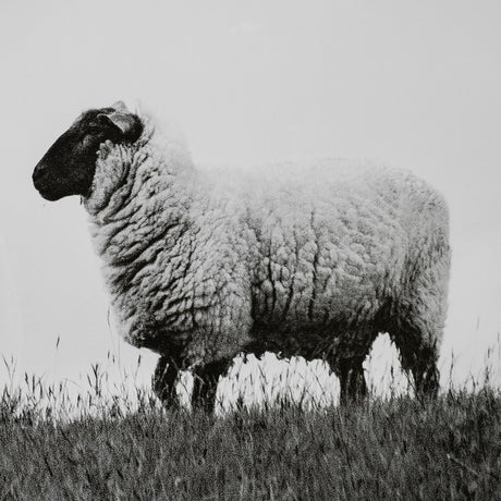 Islay Sheep II by Laura Marshall a Framed Photo Art Print Matted under Glass from Mercana - Luna Furniture