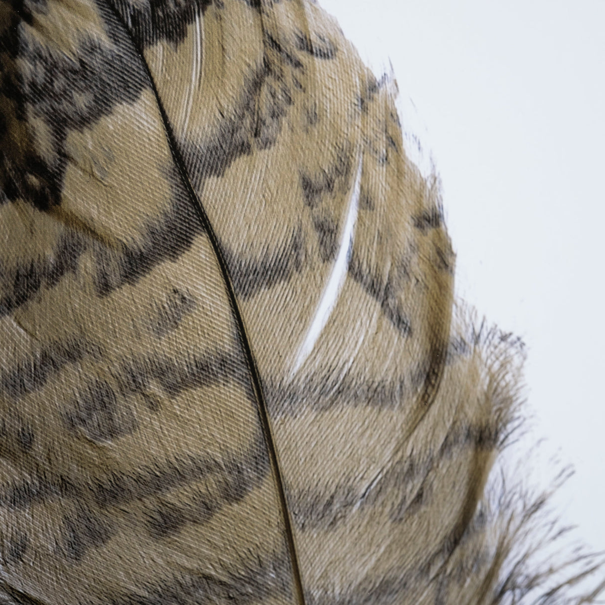Feathered Friends by Nancy Crowell a Framed Art Print Matted under Glass from Mercana - Luna Furniture