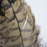 Feathered Friends by Nancy Crowell a Framed Art Print Matted under Glass from Mercana - Luna Furniture