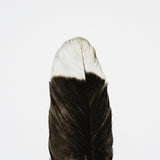 Flying solo by Nancy Crowell a Framed Art Print Matted under Glass from Mercana - Luna Furniture