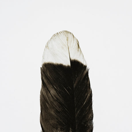 Flying solo by Nancy Crowell a Framed Art Print Matted under Glass from Mercana - Luna Furniture